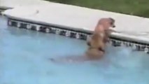 Cette chienne a une réaction incroyable quand elle voit son chiot tomber dans la piscine