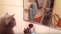 La réaction de ce chat qui se regarde dans le miroir est hallucinante