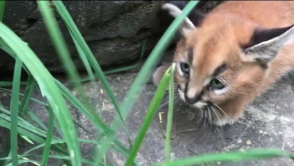 Une maman lynx et ses bébés