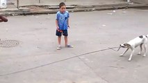 Brésil : ce chien joue à la corde à sauter avec des enfants !