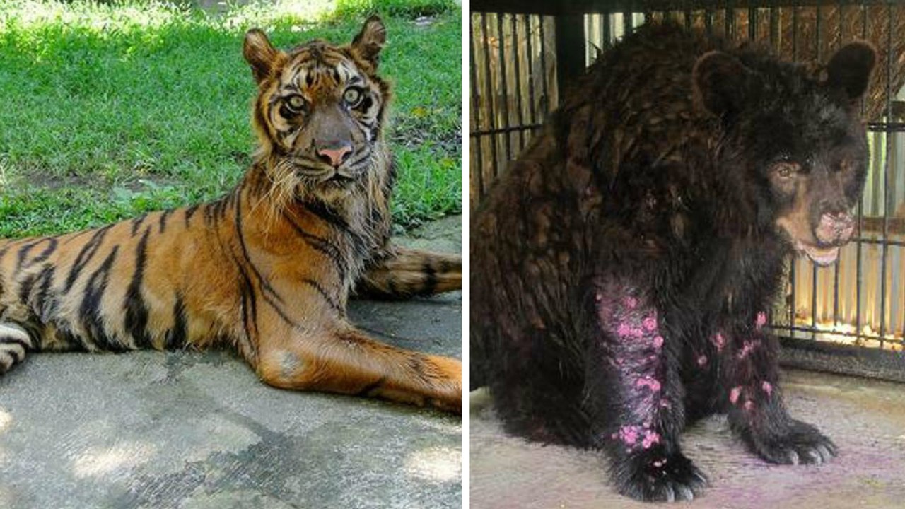 Le ''Zoo de la Mort'' : au coeur du zoo où les animaux sont les plus maltraités au monde