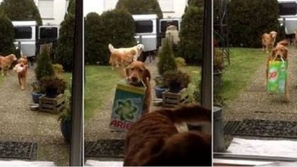 Des golden retrievers font la file pour aider leur maîtresse à décharger les courses