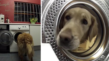 Ce chien récupère son doudou dans la machine à laver
