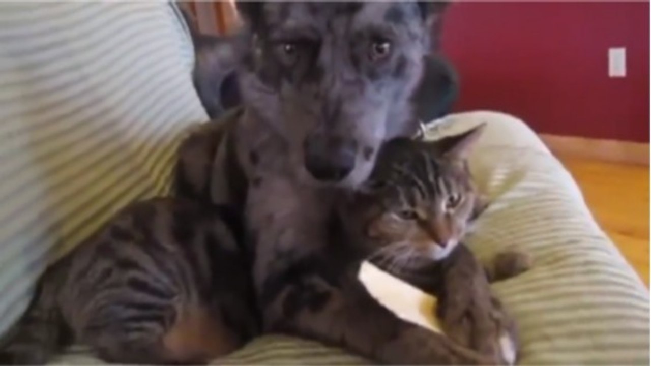 Ce chien adore faire des câlins à ce chat quand ils sont sur le canapé
