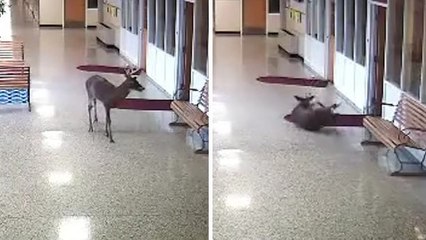 Ce cerf tombé sur le sol glissant d'une école, est secouru par un vigile !