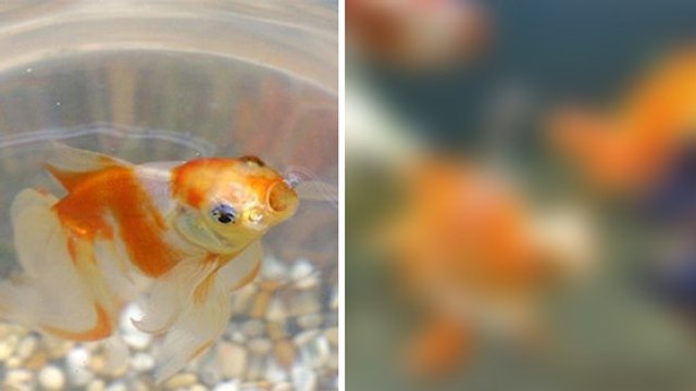 Ce poisson handicapé ne pouvait plus nager. Mais un soigneur a trouvé une idée géniale pour le sauver