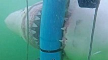 Ce gros requin blanc se jette sur les barreaux d'une cage