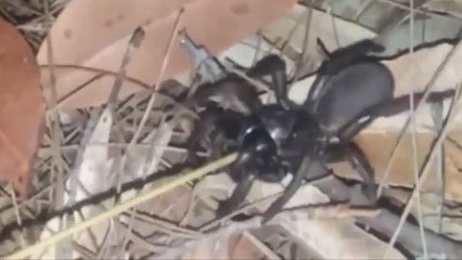 Pourquoi il ne faut jamais provoquer une araignée avec un bâton