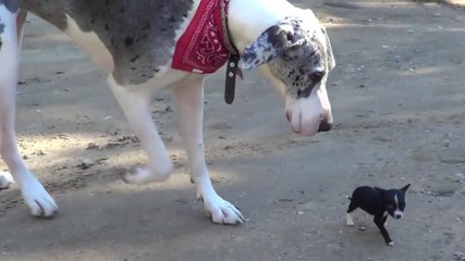 Quand un minuscule chien rencontre un chien géant