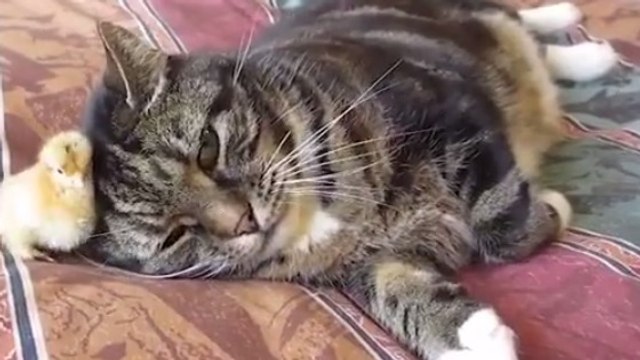 Ce chat et ce poussin adoptés sont devenus amis !