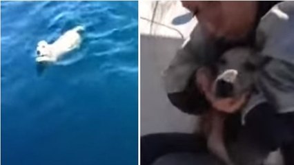 Un labrador sauvé en pleine mer par des marins