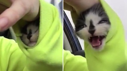 Un chaton coincé dans une manche du pull a une adorable réaction