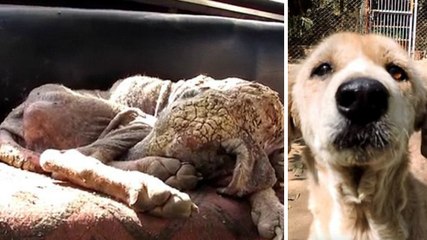 Gravement malade, la peau de cette chienne s'était transformée en ''pierre''