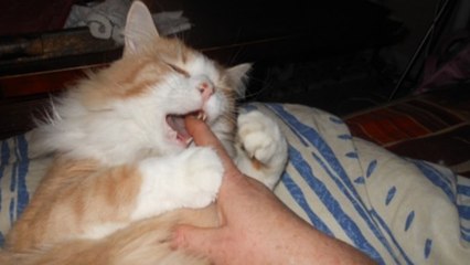 Pourquoi votre chat vous mordille-t-il le doigt ?