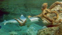 L'impressionnant combat entre une pieuvre géante et un requin