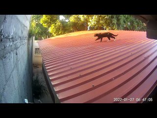Cats Get Scrappy on Slippery Roof