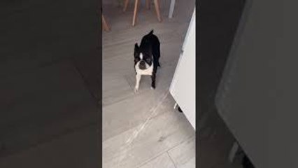 Boston Terrier Lost Toy in Peculiar Spot