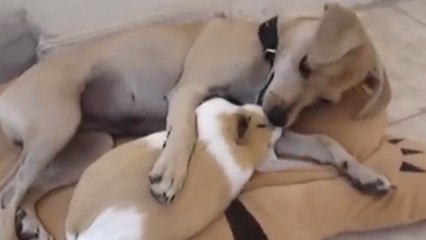 Ce chien fait un bisou sur la bouche à un cochon d'inde