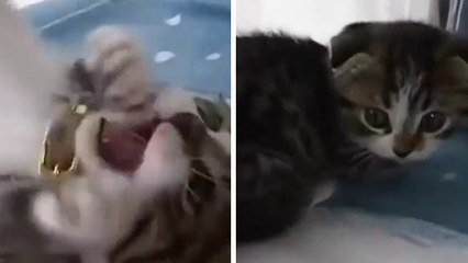 Un chaton joue avec une plume : attention, vous allez craquer !