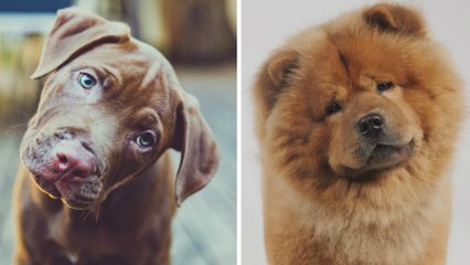 Voilà pourquoi les chiens penchent la tête quand on leur parle