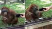 La réaction hilarante d'un orang-outan quand on lui montre une vidéo