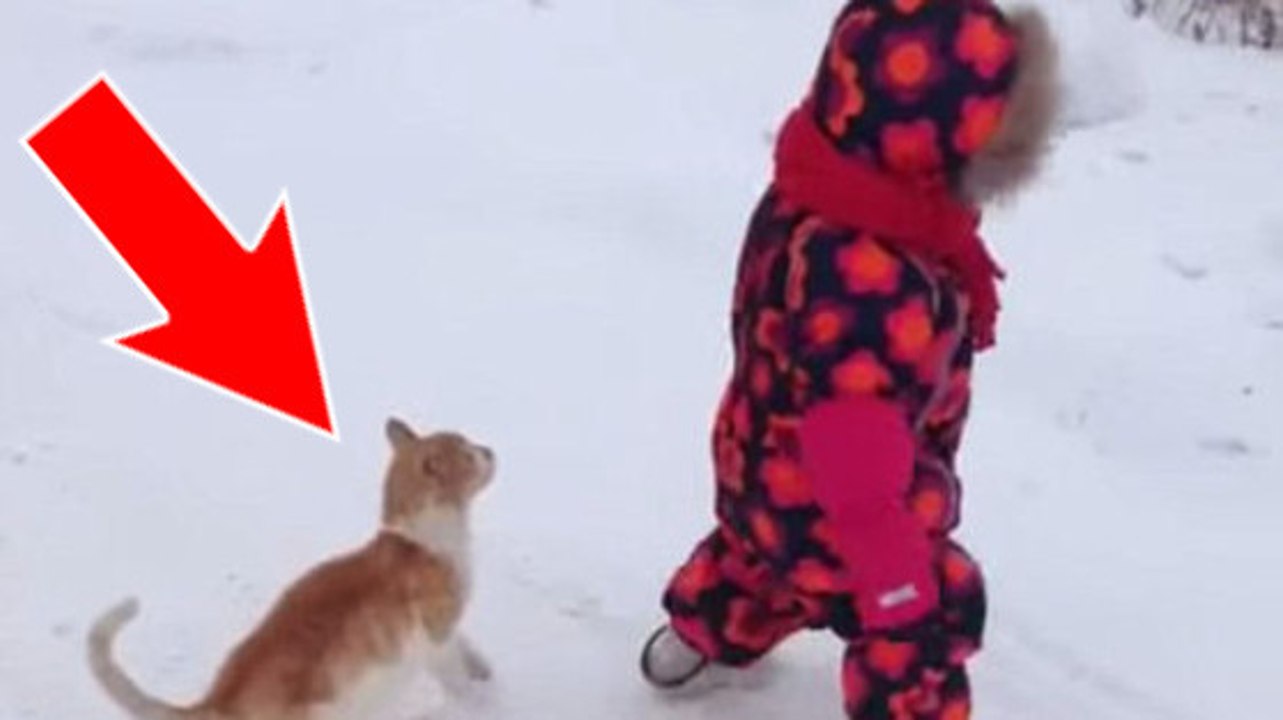 La réaction inattendue d'un chat qui suit sa petite maîtresse