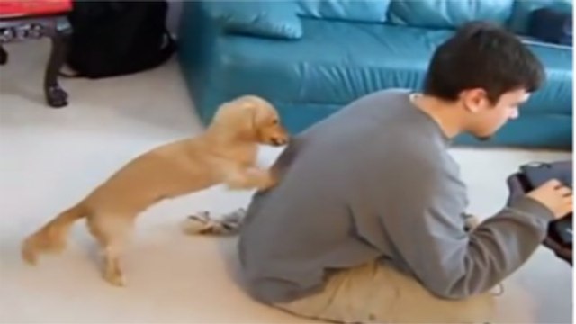 Ce chien essaye par tous les moyens d'attirer l'attention de son maître