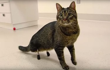 Amputé, le chat Vincent peut courir de nouveau grâce à des implants