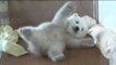 Un bébé ours polaire veut se retourner sur le ventre. Mais ça ne se passe pas comme prévu...