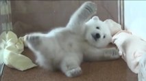 Un bébé ours polaire veut se retourner sur le ventre. Mais ça ne se passe pas comme prévu...