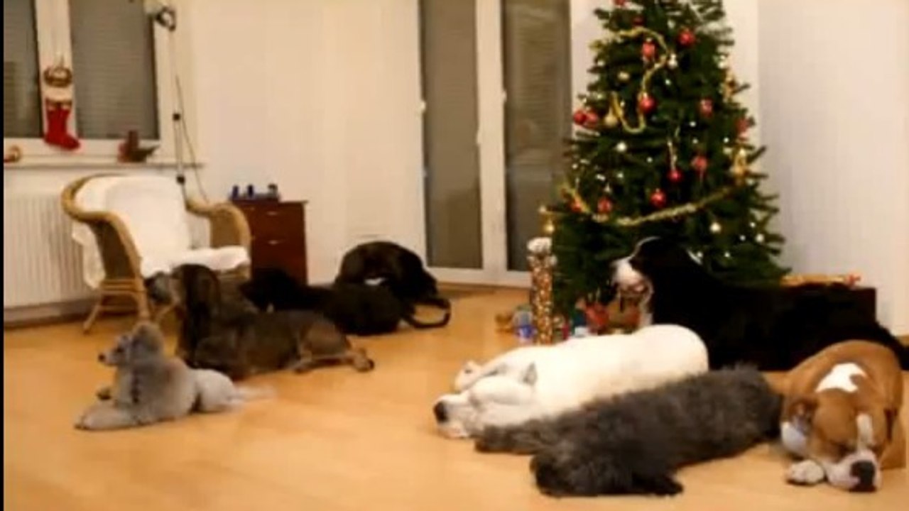 Lorsque leur maître part au travail, ces chiens font une très belle surprise de Noël