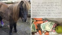 A 5 ans, il offre toutes ses économies pour sauver un poney amputé...
