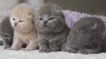 Ces 4 bébés chatons font un numéro de charme à la caméra
