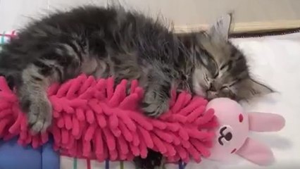 Ce chaton sert très fort son doudou lapin quand il dort
