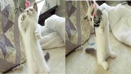 La drôle de réaction d'un chat face à une peluche souris