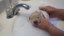 Ce nouveau-né labrador prend son premier bain dans un lavabo