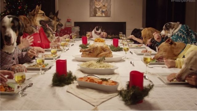 Ce chat et ces 13 chiens partagent un vrai repas de Noël