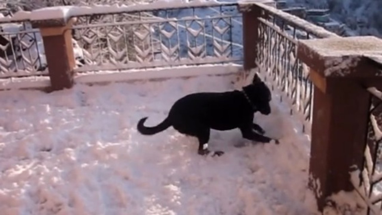 Ce chien découvre la neige pour la première fois