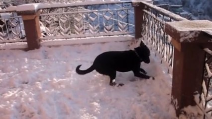 Ce chien découvre la neige pour la première fois
