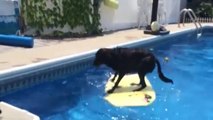 Ce chien récupère sa balle dans une piscine sans se mouiller, c'est incroyable