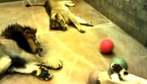Ces lions jouent nonchalamment au ballon, mais ce qui se passe est surprenant