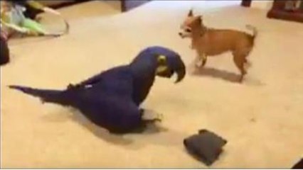 Ce chien et ce perroquet ne veulent jouer que tous les deux