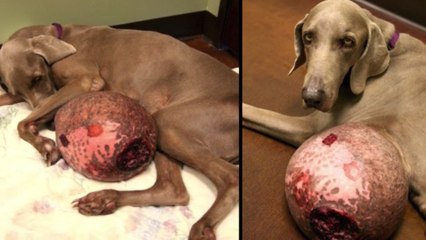 Ce chien était atteint d'une tumeur de 6kg. Mais grâce à une association la suite est bien plus belle