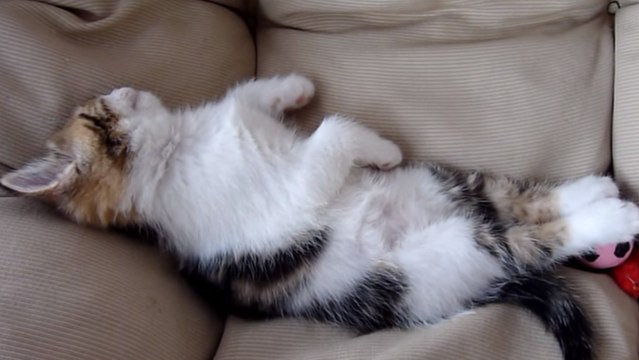 Ces chats ont surpris tout le monde en dormant dans ces positions