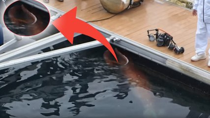 Japon : un calmar géant perdu dans un port