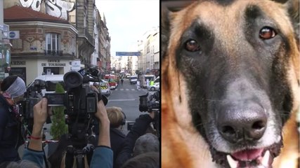 Diesel : la chienne des attentats de Paris va recevoir une décoration prestigieuse