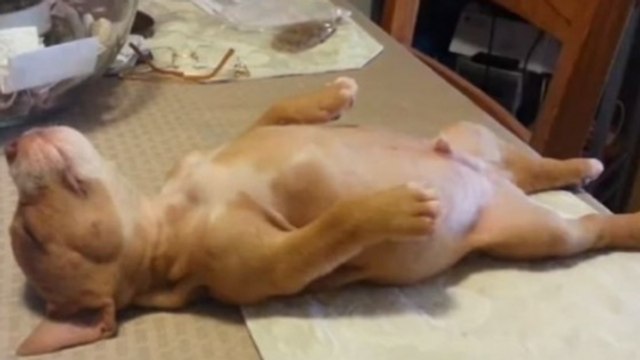 Ce chiot refuse que sa maîtresse le réveille de sa sieste