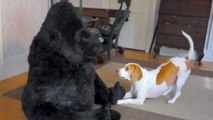 Ce chien a une réaction adorable en découvrant un gorille en peluche