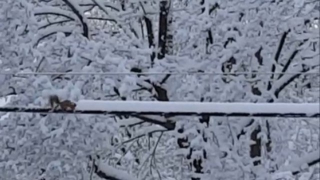 Cet écureuil a trouvé la meilleure technique pour déblayer la neige