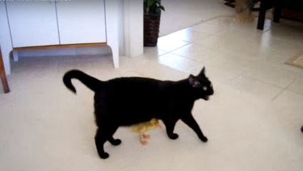 Ce canard ne lâche pas d'une semelle maman chat